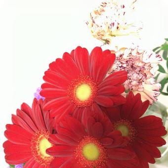 ガーベラ ガーベラの写真