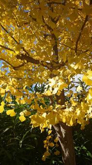 イチョウ イチョウ,木,樹木の写真素材