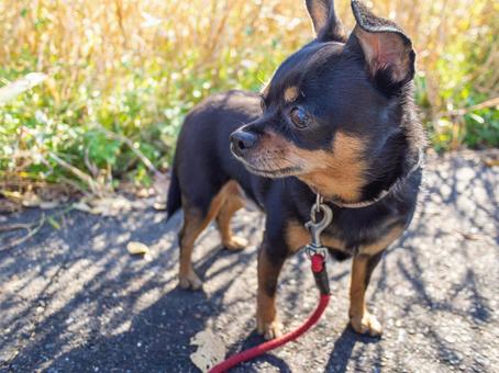 散歩する犬 犬,わんこ,ペットの写真素材
