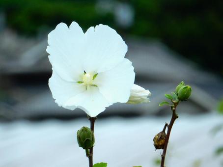 【花の写真】ムクゲの花 【花の写真】ムクゲの花の写真