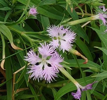 海岸の岩に生きるナデシコ 海岸の岩に生きるナデシコの写真