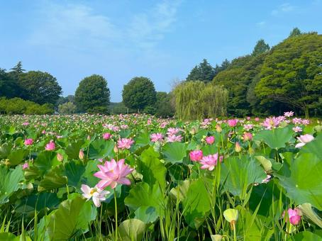 【古河公方公園】美しい蓮の花の風景 ⑥ 【古河公方公園】美しい蓮の花の風景 ⑥ 蓮の花,ピンク,花の写真素材