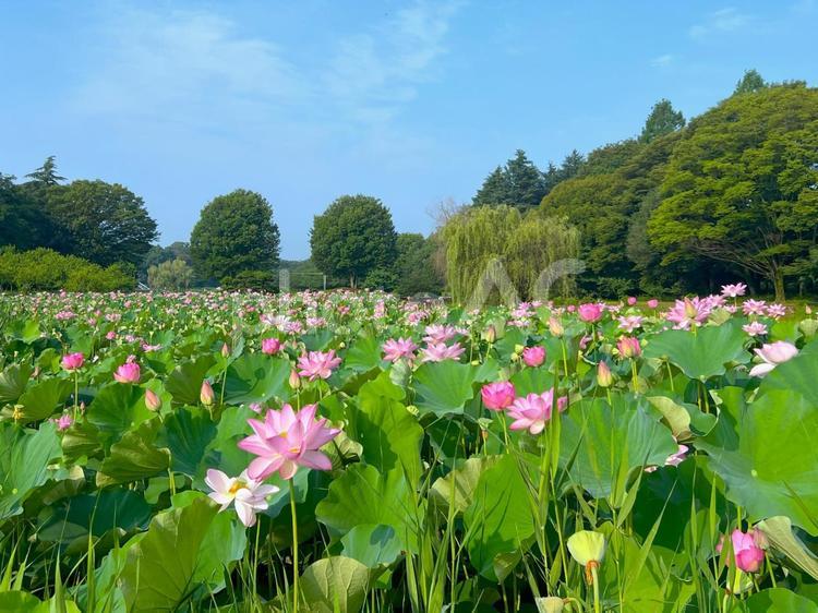 【古河公方公園】美しい蓮の花の風景 ⑥ 蓮の花,ピンク,花の写真素材