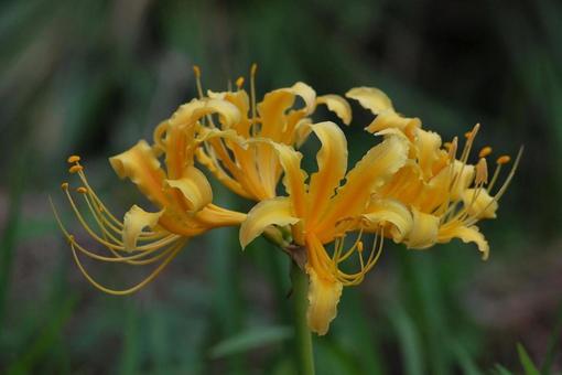 [Photo of cluster amaryllis] Scenery of cluster amaryllis blooming, JPG