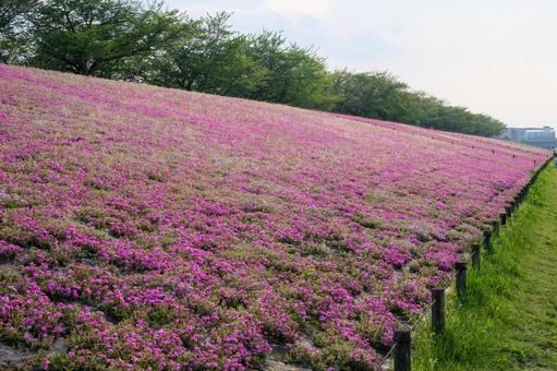 新荒川大橋緑地の芝桜 新荒川大橋緑地の芝桜 芝桜,新荒川大橋緑地,荒川の写真素材