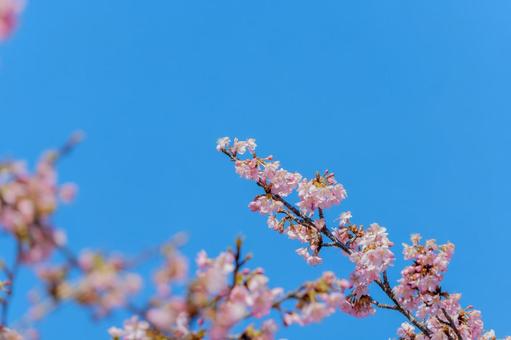 快晴の空に向かって伸びる河津桜の枝 快晴の空に向かって伸びる河津桜の枝の写真