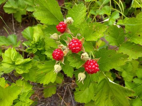Photo, raspberry, plant, red, 
