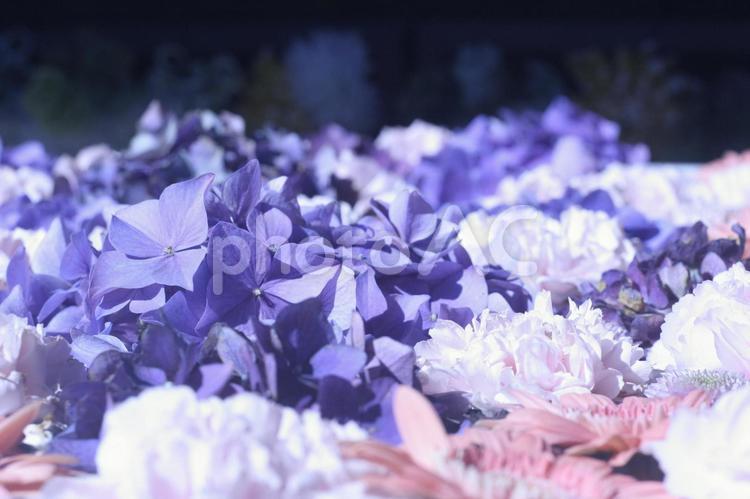 紫陽花　梅雨入り 背景素材,抽象,デザイン素材の写真素材