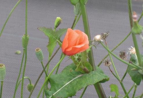 これから咲こうとするヒナゲシの花 これから咲こうとするヒナゲシの花の写真