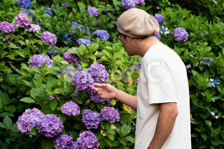 あじさいと男性 紫陽花,アジサイ,男性の写真素材