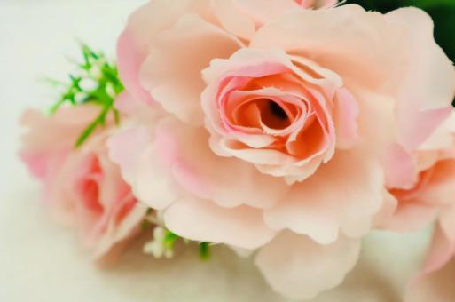 ピンクのバラ バラ,花,植物の写真素材