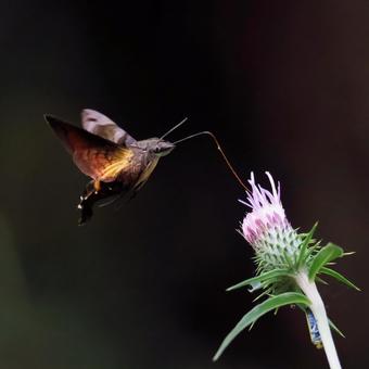 ホシホウジャク ホシホウジャクの写真