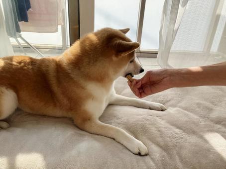 歯磨きガムを食べる柴犬 柴犬,愛犬,日本犬の写真素材