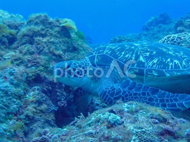 屋久島　海底岩場のアオウミガメ スキューバダイビング,ダイビング,青の写真素材