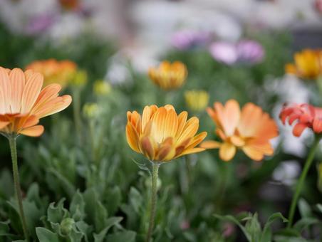 orange osteospermum, JPG orange osteospermum, JPG