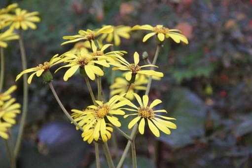 ツワブキ・石蕗　咲く風景 フラワー,秋,冬の写真素材