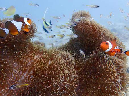 カクレクマノミ他 カクレクマノミ他 カクレクマノミ,キンセンイシモチ,ツノダシの写真素材
