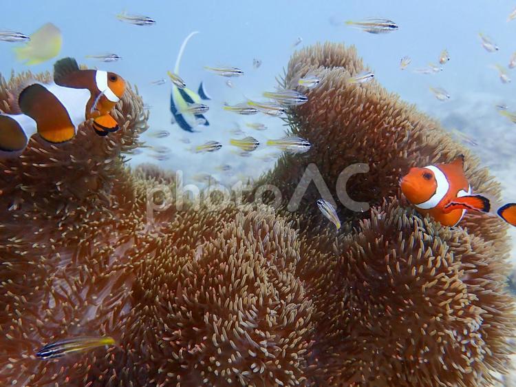 カクレクマノミ他 カクレクマノミ,キンセンイシモチ,ツノダシの写真素材