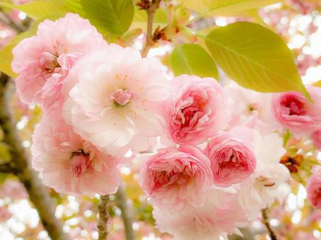 Yae Sakura, JPG Yae Sakura, double cherry blossoms, yaizura, yaezakura, JPG