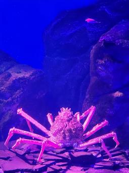 タカアシガニ1 タカアシガニ1 タカアシガニ,甲殻類,水生生物の写真素材