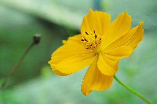 キバナコスモスの花 キバナコスモスの花の写真