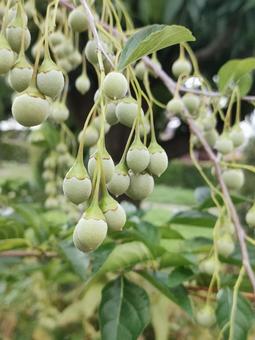 Photo, ego tree, ekonoki, tree fruit, 