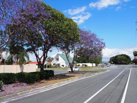 ジャカランダ オーストラリア,ゴールドコースト,ジャカランダの写真素材