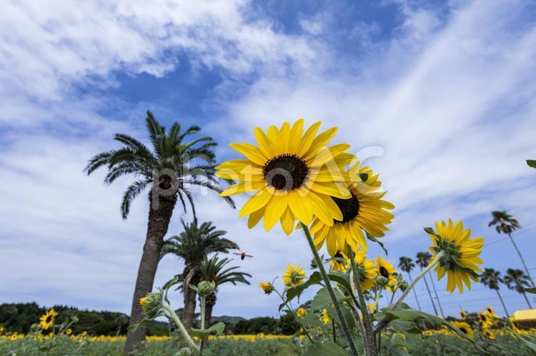 ひまわり畑23（田原市） ひまわり,花,ひまわり畑の写真素材
