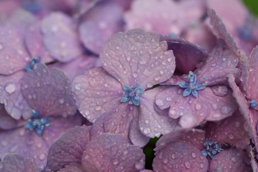 雨に濡れる紫色の紫陽花 雨に濡れる紫色の紫陽花の写真