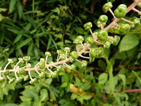 【植物写真】ヨウシュヤマゴボウ 【植物写真】ヨウシュヤマゴボウの写真