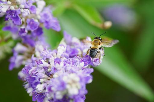 Photo, flower, bee, carrot carrot, 