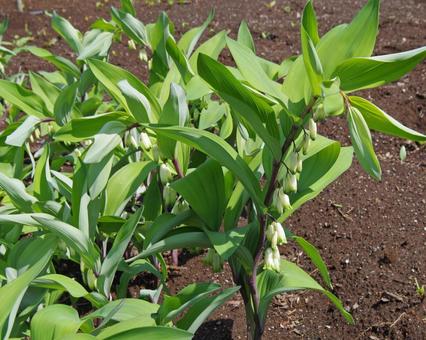 アマドコロ アマドコロ,甘野老,イズイの写真素材