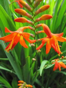 Photo, macro, a flower, funnel shape, 