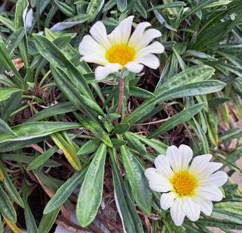 白い花 白い花の写真