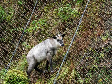 崖の金網の上でこちらを見るニホンカモシカ 崖の金網の上でこちらを見るニホンカモシカ カモシカ,ニホンカモシカ,動物の写真素材