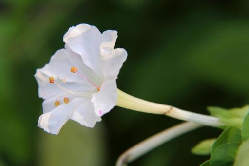 Photo, a flower, deaf shape, petal, 