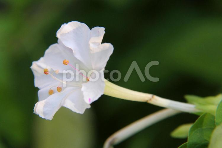 オシロイバナ・白粉花のクローズアップ 草花,ろうと形,花弁の写真素材