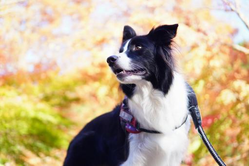 紅葉とボーダーコリー 紅葉,秋,ボーダーコリーの写真素材