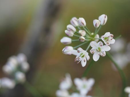 甑島固有種　コシキイトラッキョウ①の写真