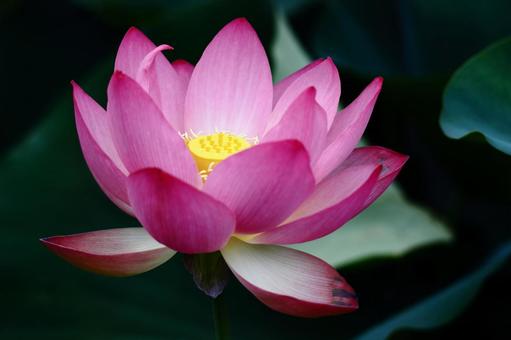 神聖な花 神聖な花の写真