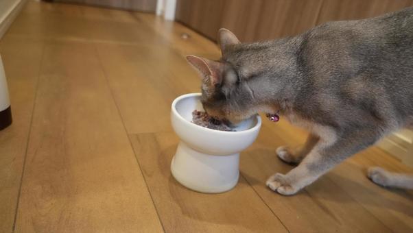 アビシニアンがご飯を食べている アビシニアン,ネコ,にゃんこの写真素材