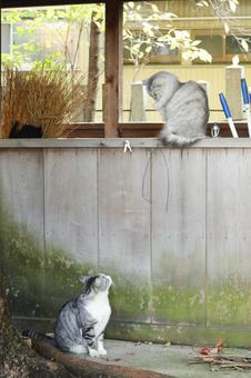 見つめ合う猫 猫,野良猫,サバ白の写真素材