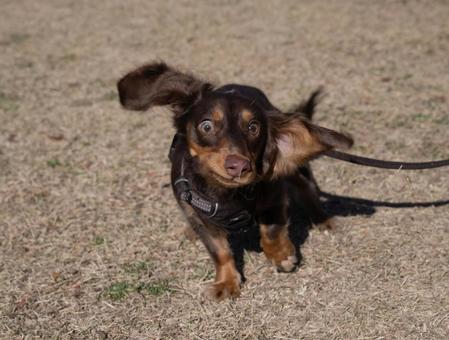 走りながら飼い主を見つめるダックスフンド 走りながら飼い主を見つめるダックスフンド 犬,ダックスフンド,茶色の写真素材