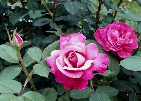 ローズフェスタ2025の写真