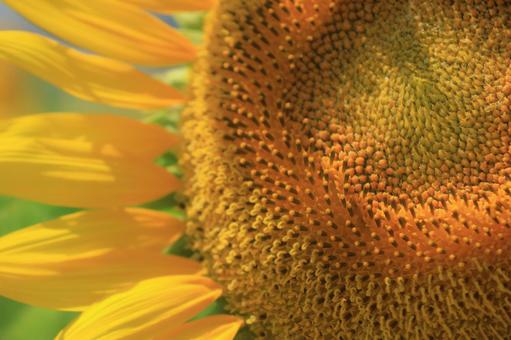向日葵の花 アップ2 向日葵の花 アップ2の写真