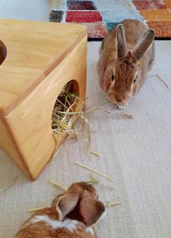 多頭飼育＊牧草を食べるウサギ うさぎ,多頭飼育,多頭飼いの写真素材