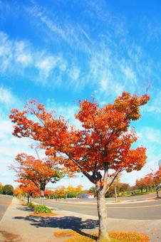 Autumnal roadside trees, autumn, autumn leaves, autumn sky, JPG