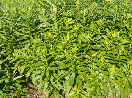 セイタカアワダチソウ セイタカアワダチソウ,外来種,帰化植物の写真素材