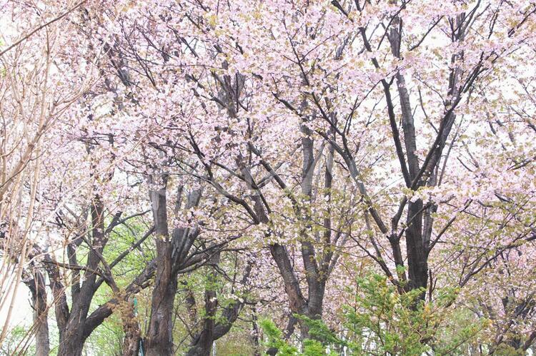 雨の日の桜 桜,満開,ピンクの写真素材