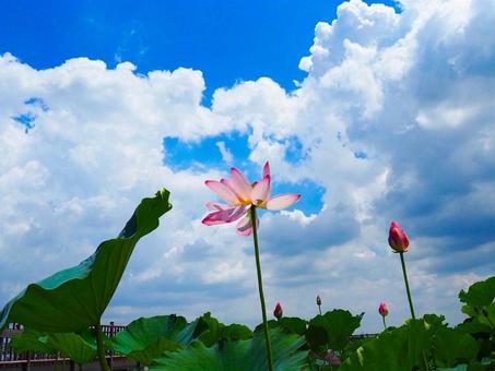 Photo, lotus field, summer sky, blue sky, 